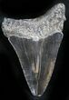 Black Megalodon Tooth - South Carolina #27742-1